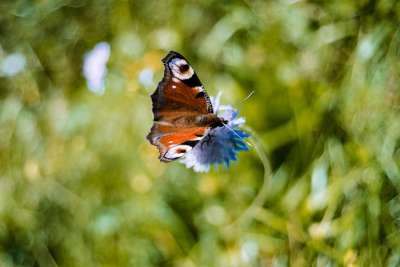 Lydith 30 f3.5 II | Meyer Optik Görlitz - Unique lenses with character