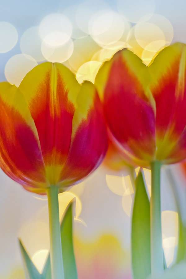 レンズ(単焦点) Meyer Optik Gorlitz Primoplan75mmF1.9 II Meyer Optik Görlitz 単焦点MFレンズ「Primoplan75mmF1.9II」 | KPI